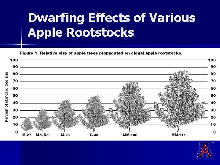 Dwarfing Effects of Various Apple Rootstocks Dwarfing Effects of Various Apple Rootstocks