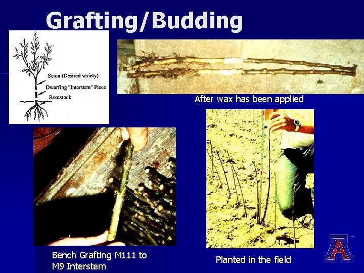 Grafting/Budding After wax has been applied Bench Grafting M 111 to M 9 Interstem Grafting/Budding After wax has been applied Bench Grafting M 111 to M 9 Interstem