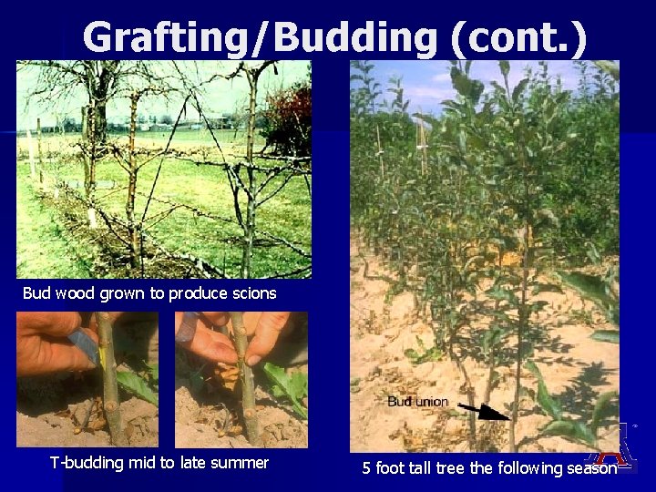 Grafting/Budding (cont. ) Bud wood grown to produce scions T-budding mid to late summer Grafting/Budding (cont. ) Bud wood grown to produce scions T-budding mid to late summer