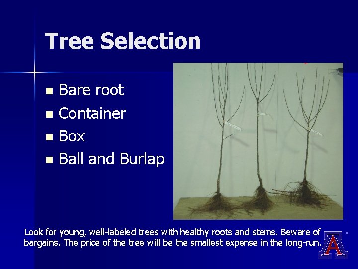 Tree Selection Bare root n Container n Box n Ball and Burlap n Look Tree Selection Bare root n Container n Box n Ball and Burlap n Look