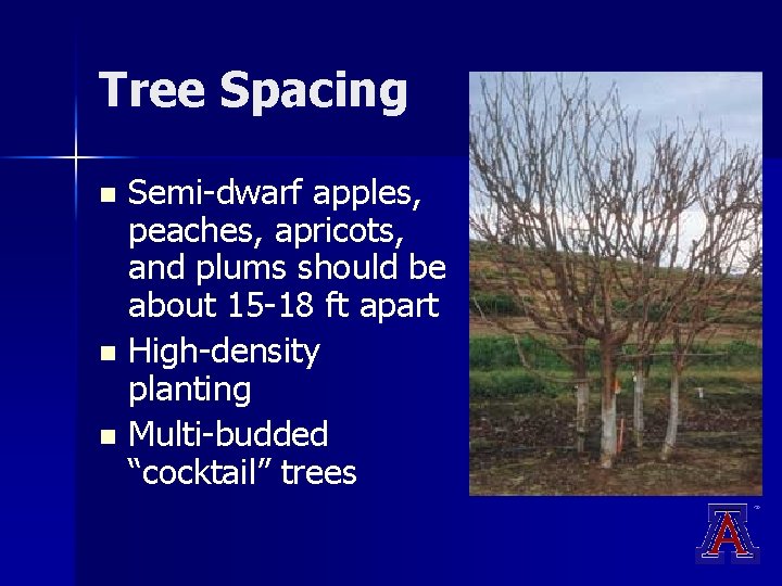 Tree Spacing Semi-dwarf apples, peaches, apricots, and plums should be about 15 -18 ft Tree Spacing Semi-dwarf apples, peaches, apricots, and plums should be about 15 -18 ft