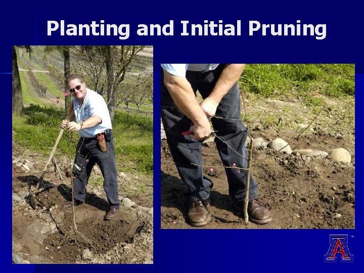 Planting and Initial Pruning Planting and Initial Pruning