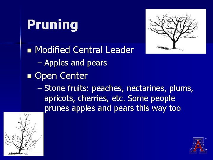 Pruning n Modified Central Leader – Apples and pears n Open Center – Stone Pruning n Modified Central Leader – Apples and pears n Open Center – Stone