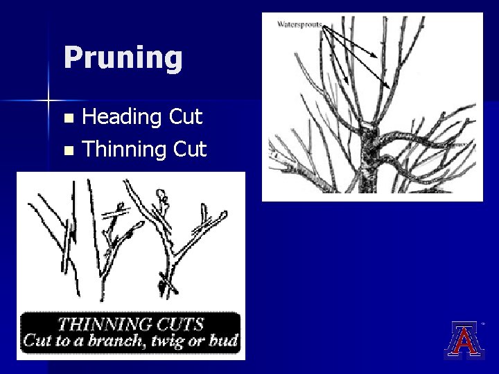 Pruning Heading Cut n Thinning Cut n Pruning Heading Cut n Thinning Cut n