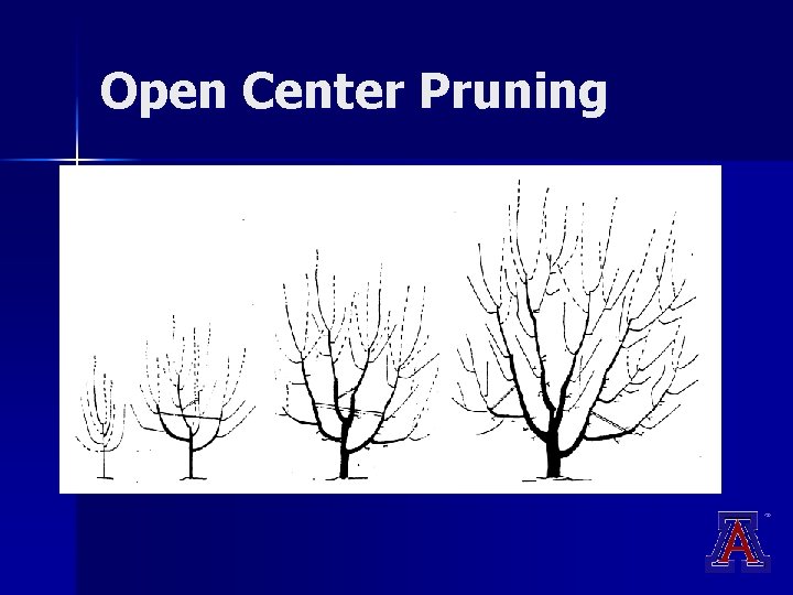 Open Center Pruning Open Center Pruning