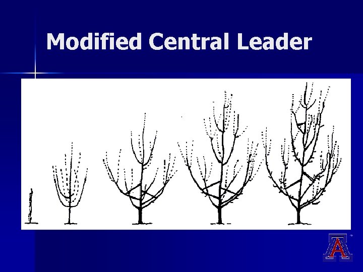 Modified Central Leader Modified Central Leader