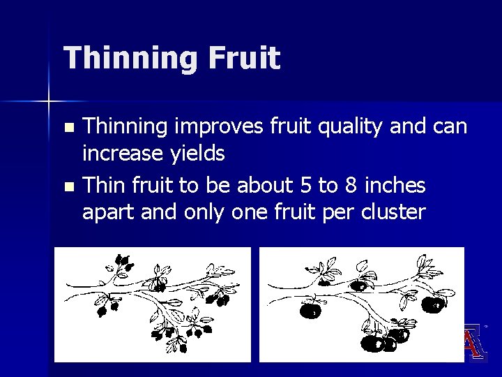 Thinning Fruit Thinning improves fruit quality and can increase yields n Thin fruit to Thinning Fruit Thinning improves fruit quality and can increase yields n Thin fruit to