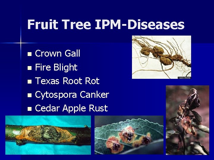 Fruit Tree IPM-Diseases Crown Gall n Fire Blight n Texas Root Rot n Cytospora Fruit Tree IPM-Diseases Crown Gall n Fire Blight n Texas Root Rot n Cytospora
