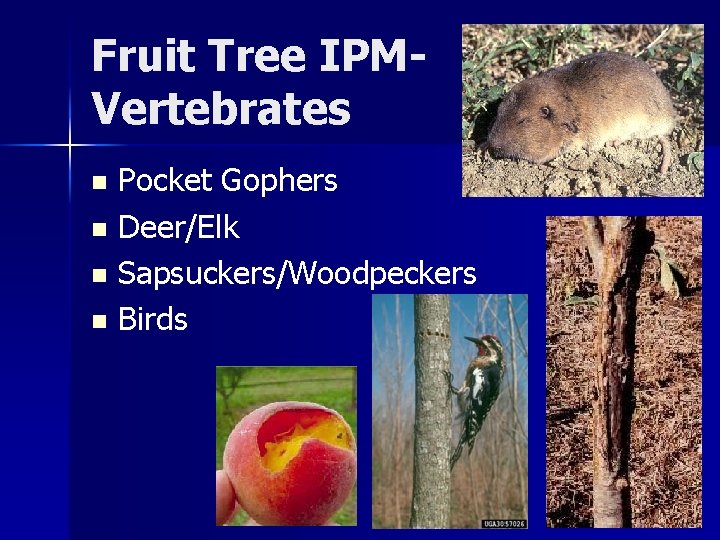 Fruit Tree IPMVertebrates Pocket Gophers n Deer/Elk n Sapsuckers/Woodpeckers n Birds n Fruit Tree IPMVertebrates Pocket Gophers n Deer/Elk n Sapsuckers/Woodpeckers n Birds n