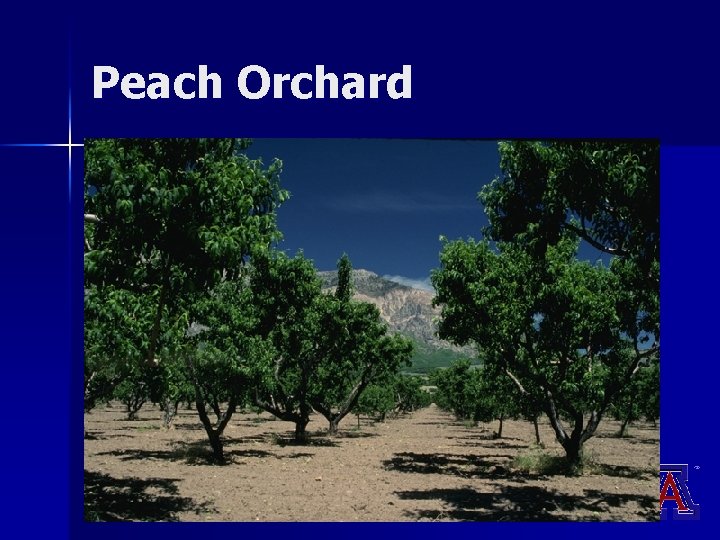 Peach Orchard Peach Orchard