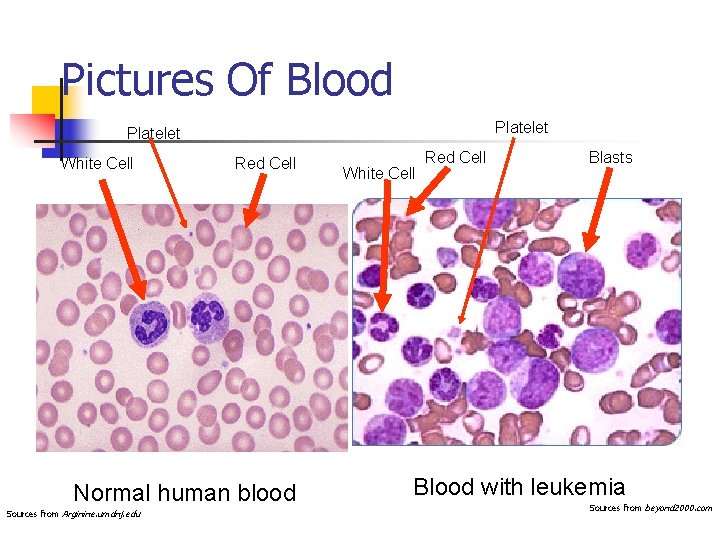 Pictures Of Blood Platelet White Cell Red Cell Normal human blood Sources from Arginine.