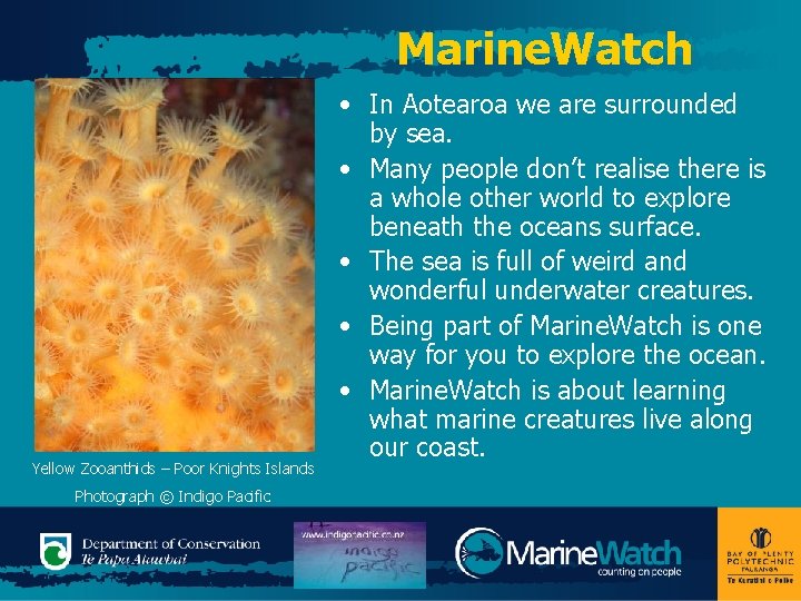 Marine. Watch Yellow Zooanthids – Poor Knights Islands Photograph © Indigo Pacific • In Marine. Watch Yellow Zooanthids – Poor Knights Islands Photograph © Indigo Pacific • In