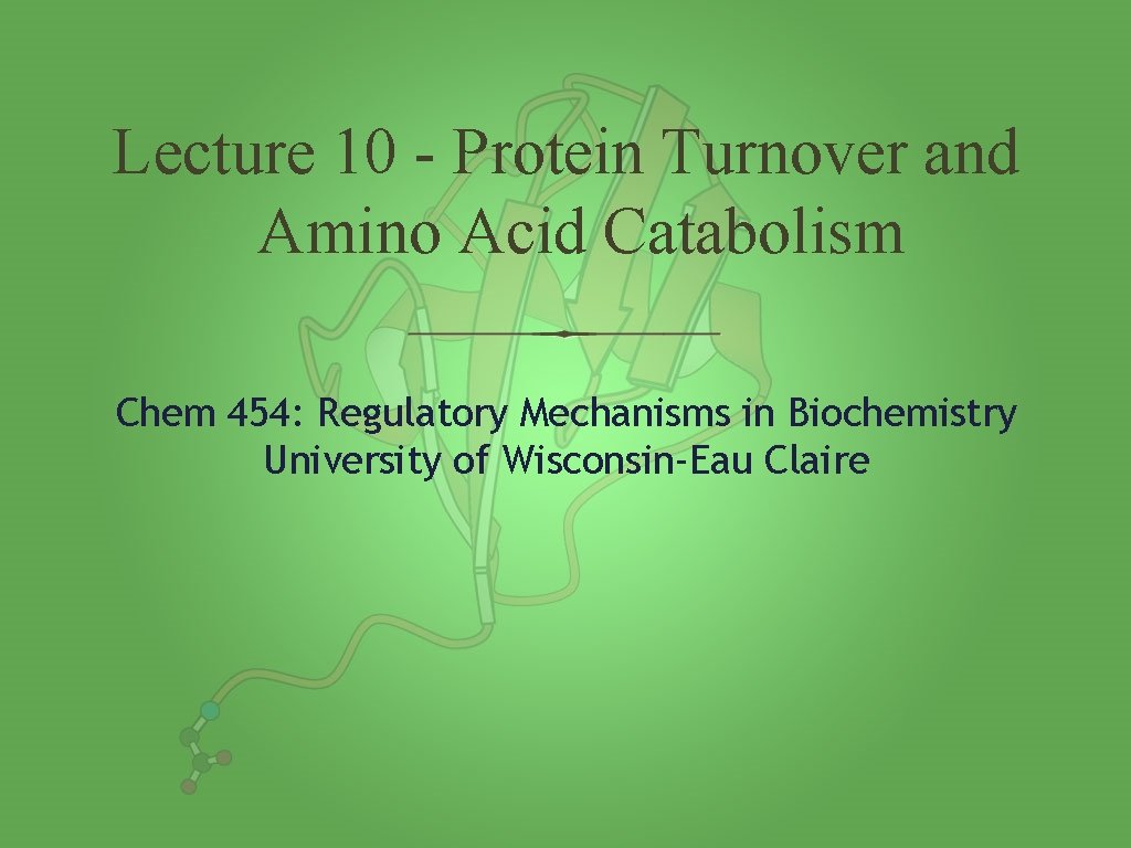 Lecture 10 - Protein Turnover and Amino Acid Catabolism Chem 454: Regulatory Mechanisms in