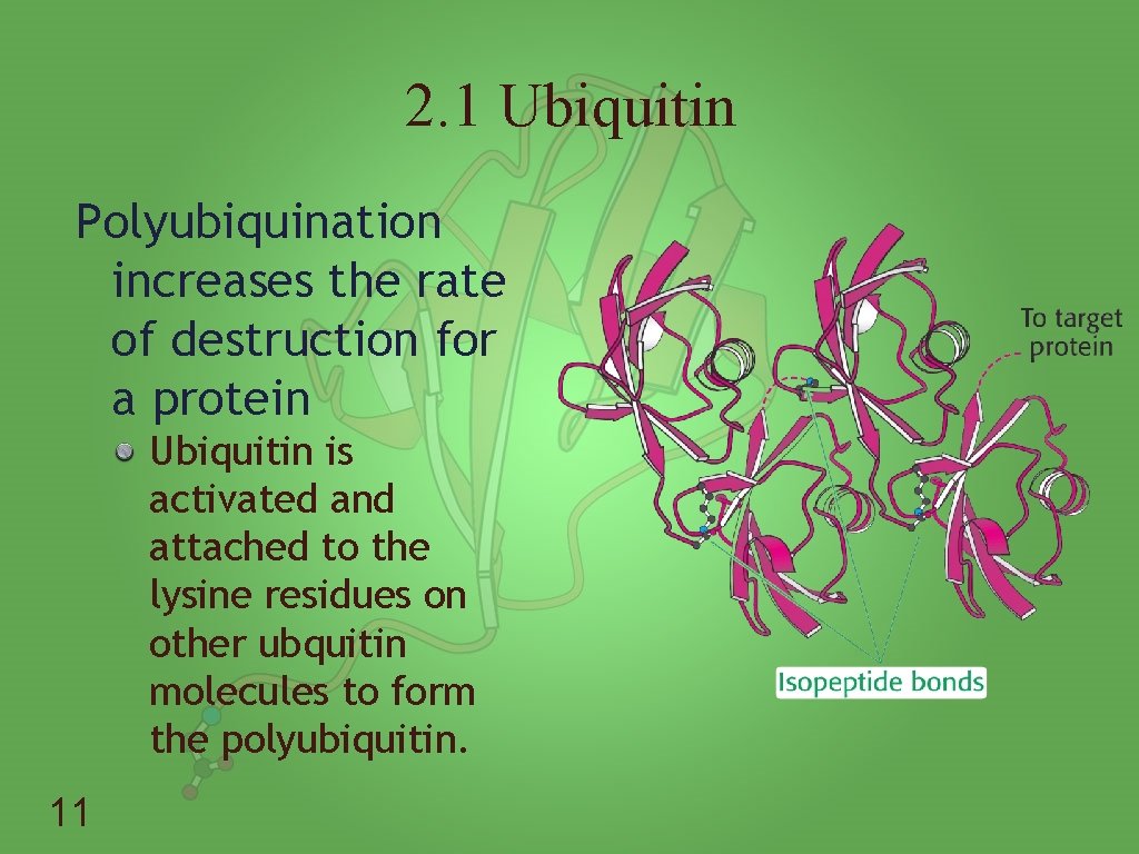 Lecture 10 Protein Turnover and Amino Acid Catabolism