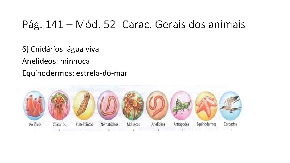 Pág. 141 – Mód. 52 - Carac. Gerais dos animais 6) Cnidários: água viva