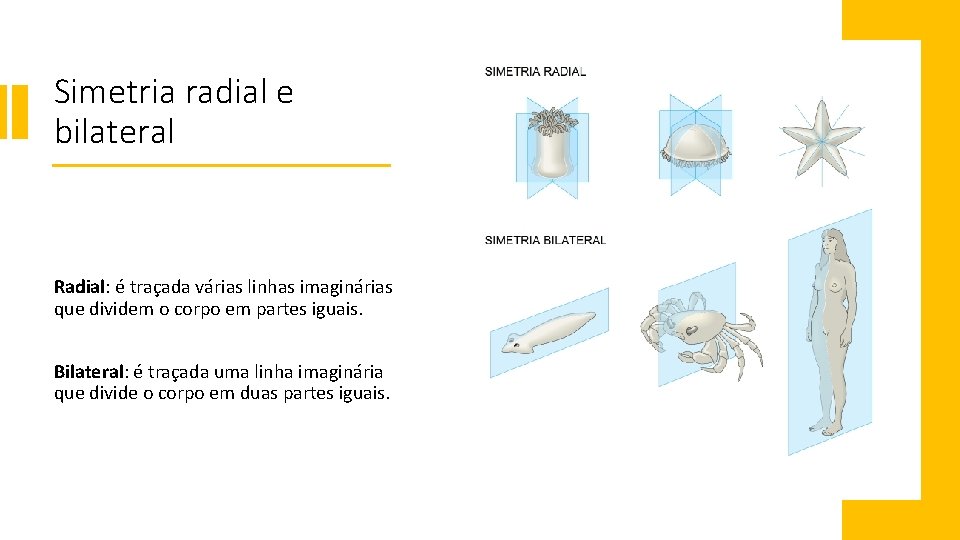 Simetria radial e bilateral Radial: é traçada várias linhas imaginárias que dividem o corpo