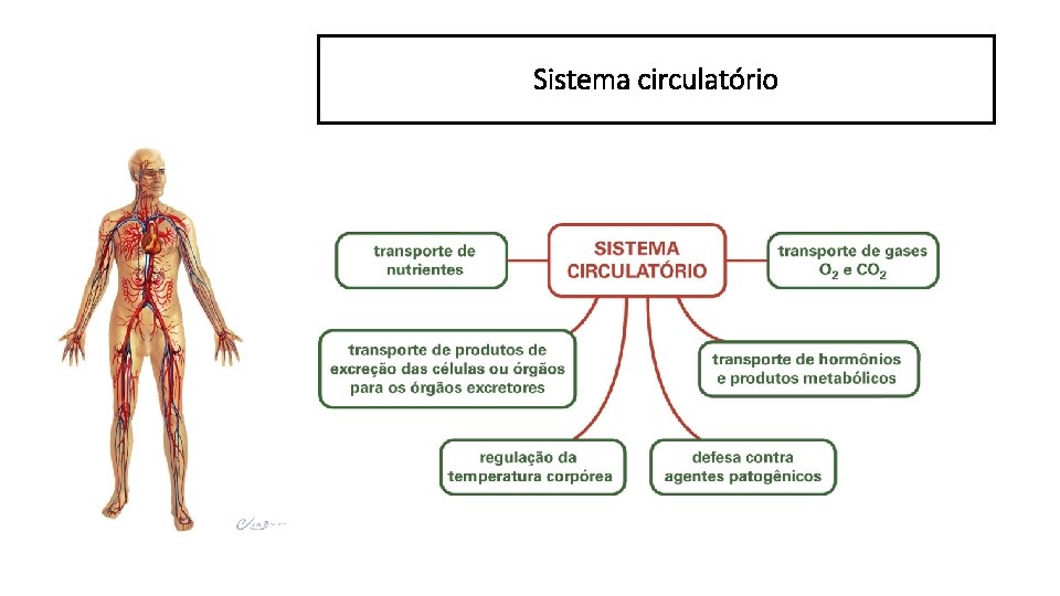 Sistema circulatório 