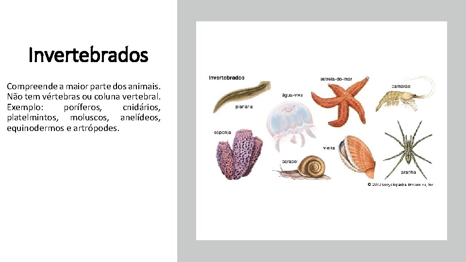 Invertebrados Compreende a maior parte dos animais. Não tem vértebras ou coluna vertebral. Exemplo:
