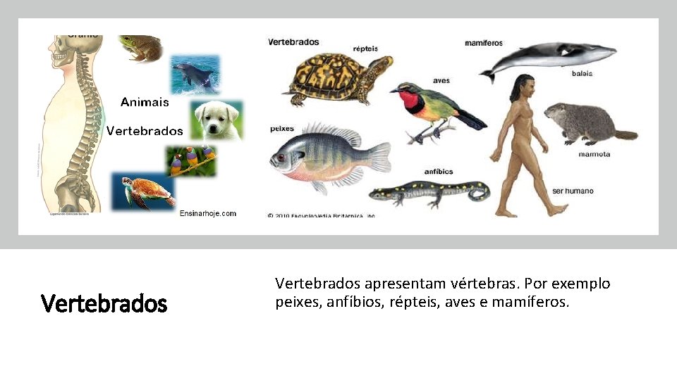 Vertebrados apresentam vértebras. Por exemplo peixes, anfíbios, répteis, aves e mamíferos. 