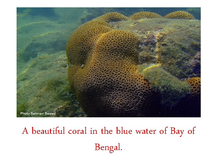 A beautiful coral in the blue water of Bay of Bengal. 