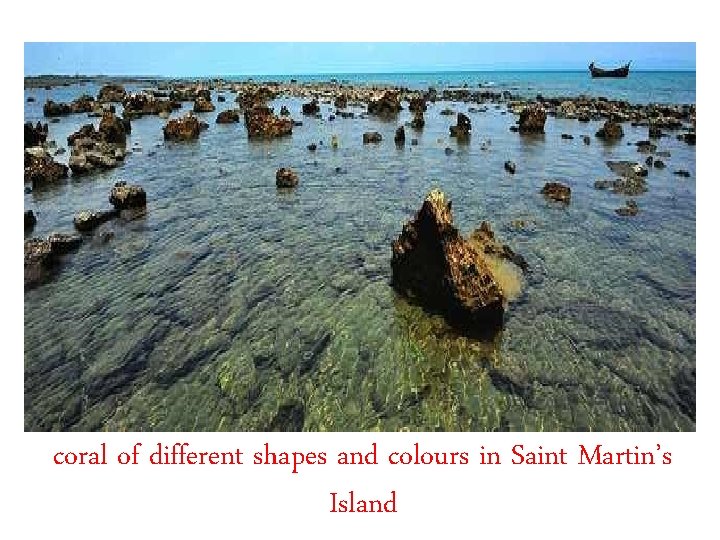coral of different shapes and colours in Saint Martin’s Island 
