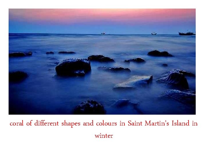 coral of different shapes and colours in Saint Martin’s Island in winter 
