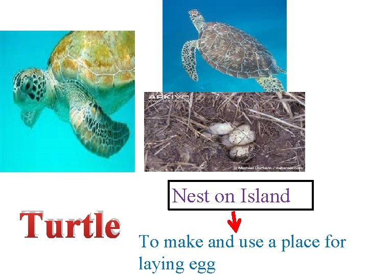 Turtle Nest on Island To make and use a place for laying egg 