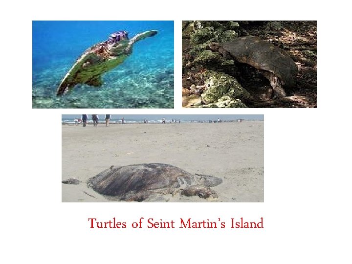 Turtles of Seint Martin’s Island 