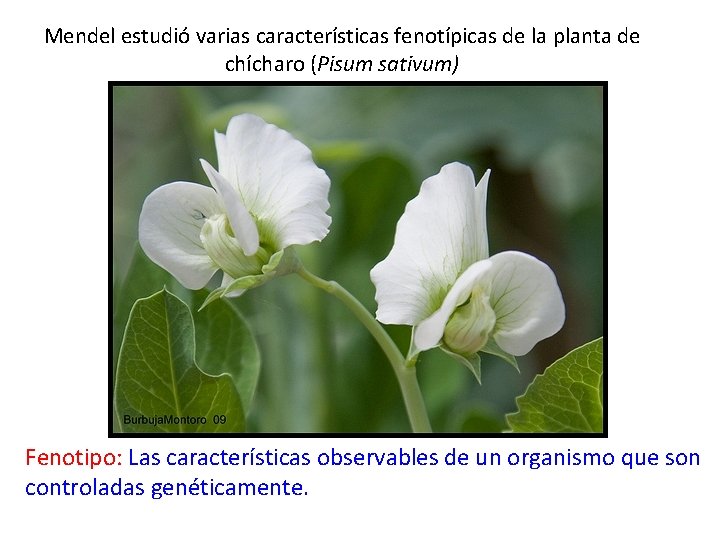 Mendel estudió varias características fenotípicas de la planta de chícharo (Pisum sativum) Fenotipo: Las