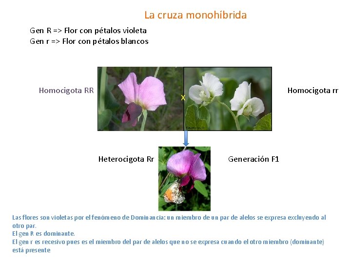 La cruza monohíbrida Gen R => Flor con pétalos violeta Gen r => Flor