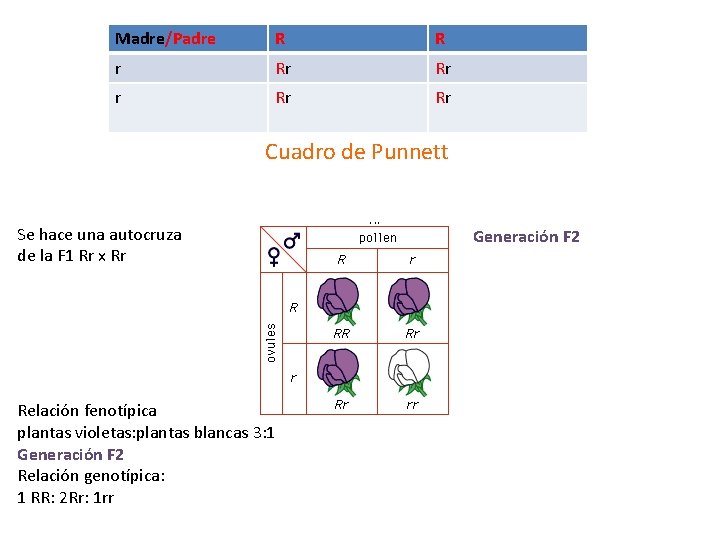 Madre/Padre R R r Rr Rr Cuadro de Punnett Se hace una autocruza de