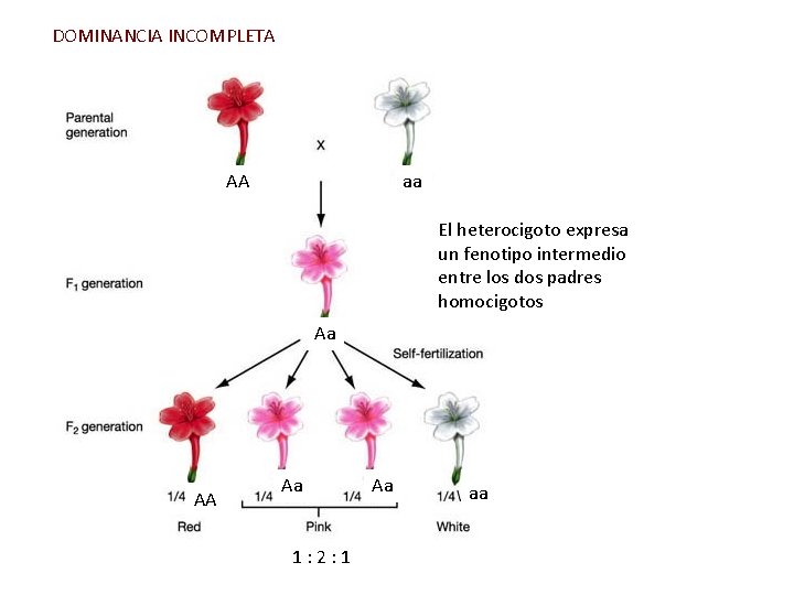 DOMINANCIA INCOMPLETA AA aa El heterocigoto expresa un fenotipo intermedio entre los dos padres