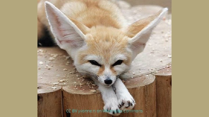 CC BY yvonne n on Wikimedia Commons 