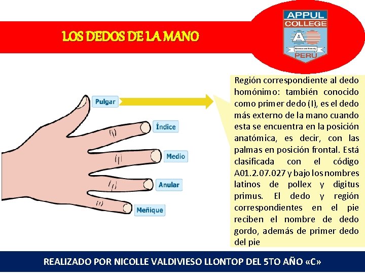 LOS DEDOS DE LA MANO Región correspondiente al dedo homónimo: también conocido como primer
