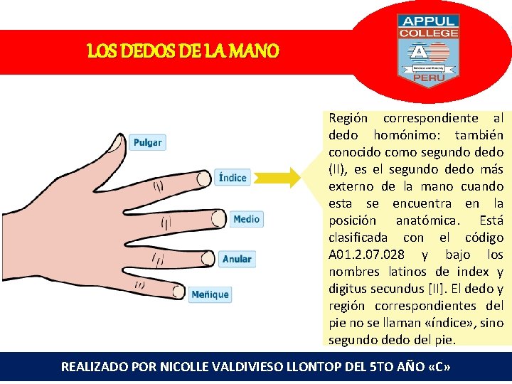 LOS DEDOS DE LA MANO Región correspondiente al dedo homónimo: también conocido como segundo