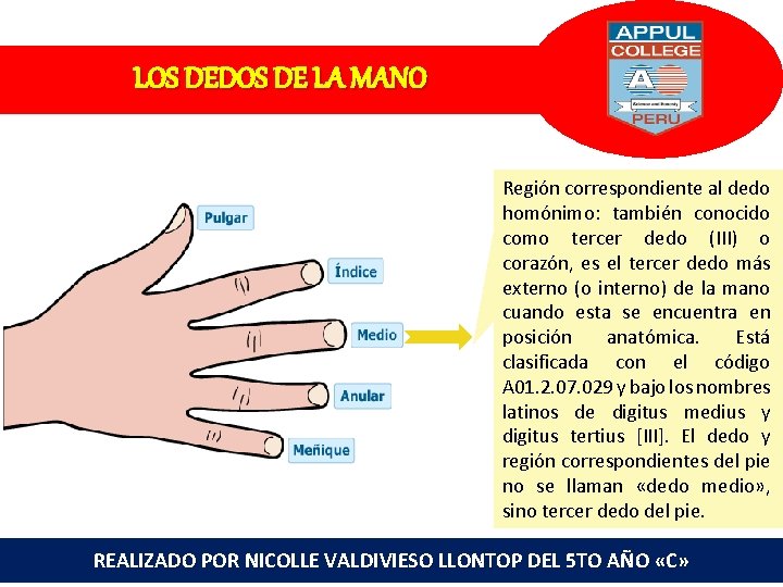 LOS DEDOS DE LA MANO Región correspondiente al dedo homónimo: también conocido como tercer