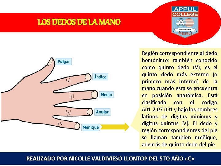 LOS DEDOS DE LA MANO Región correspondiente al dedo homónimo: también conocido como quinto