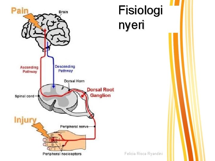 Fisiologi nyeri Felicia Risca Ryandini 