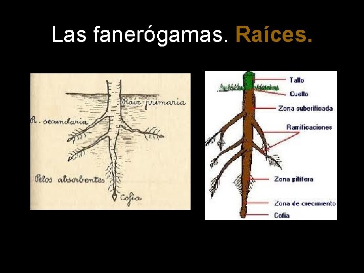 Las fanerógamas. Raíces. 