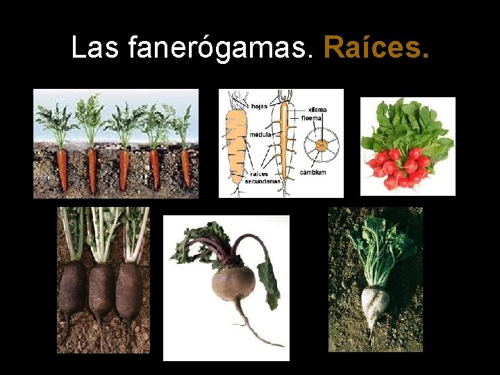 Las fanerógamas. Raíces. 