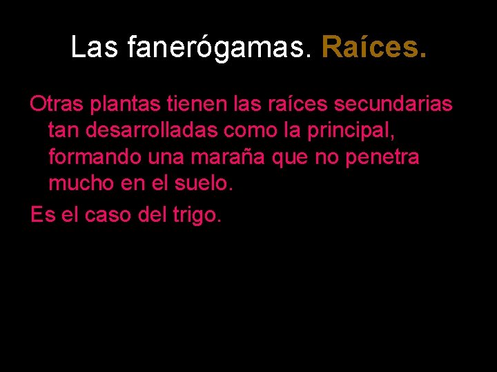 Las fanerógamas. Raíces. Otras plantas tienen las raíces secundarias tan desarrolladas como la principal,