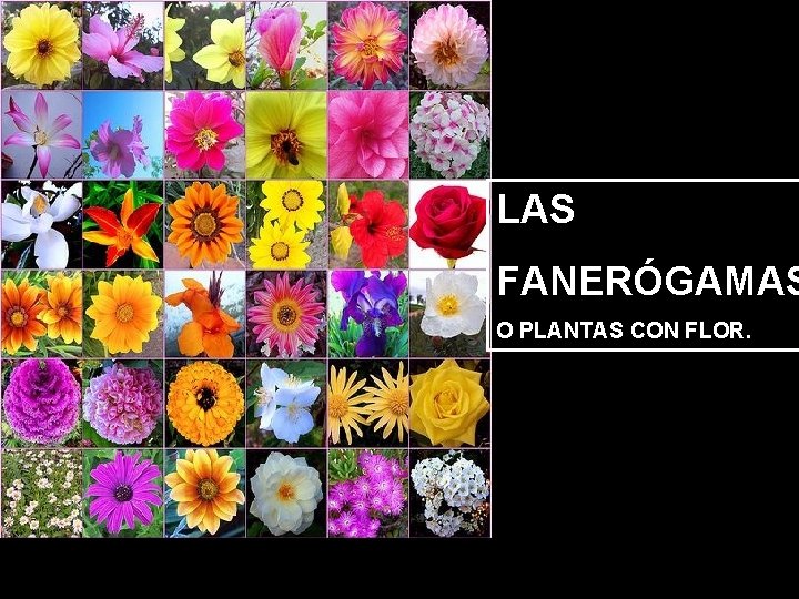 LAS FANERÓGAMAS O PLANTAS CON FLOR. 