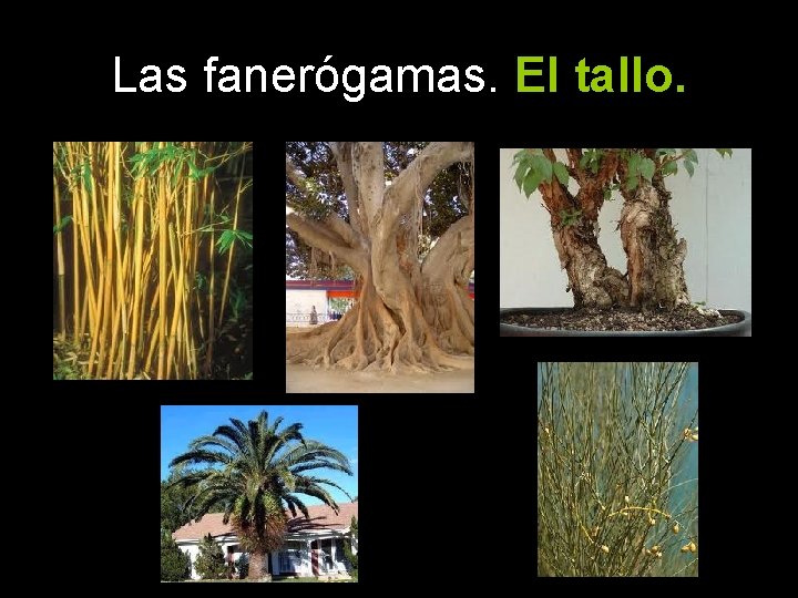 Las fanerógamas. El tallo. 