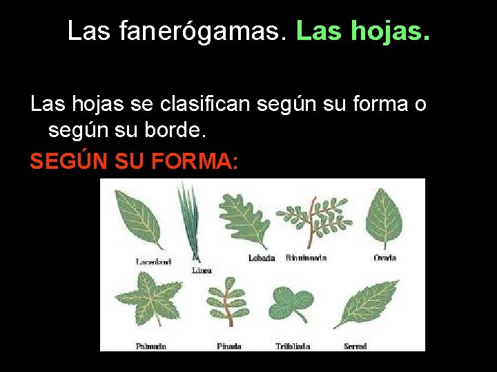 Las fanerógamas. Las hojas se clasifican según su forma o según su borde. SEGÚN