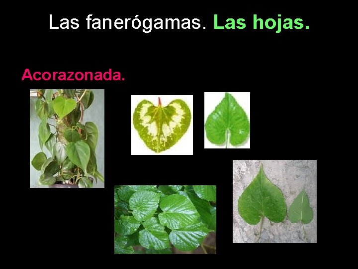 Las fanerógamas. Las hojas. Acorazonada. 