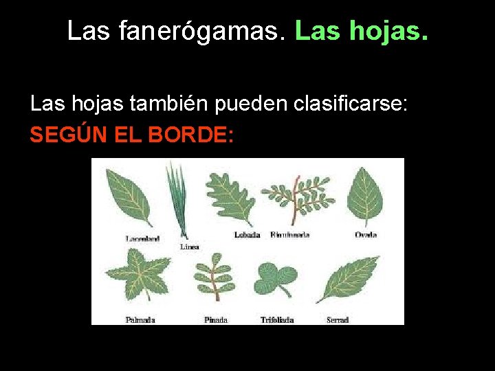 Las fanerógamas. Las hojas también pueden clasificarse: SEGÚN EL BORDE: 