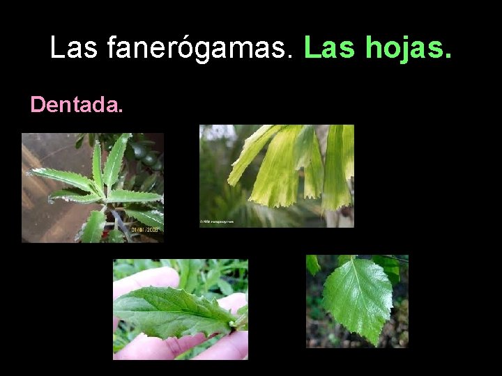 Las fanerógamas. Las hojas. Dentada. 