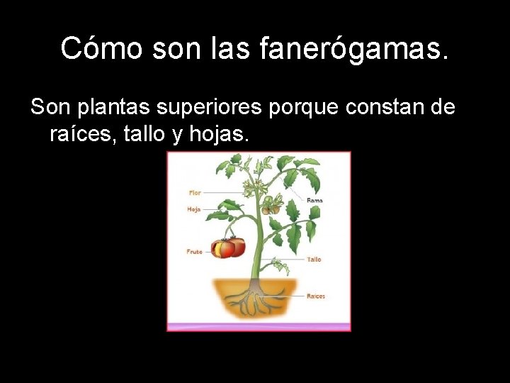 Cómo son las fanerógamas. Son plantas superiores porque constan de raíces, tallo y hojas.