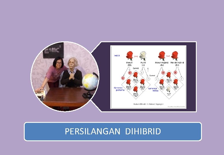 PERSILANGAN DIHIBRID 