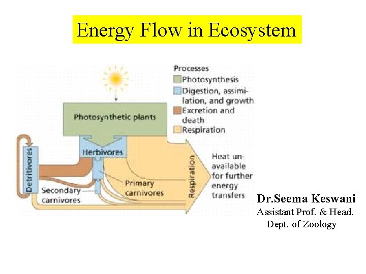 Energy Flow in Ecosystem Dr. Seema Keswani Assistant Prof. & Head. Dept. of Zoology
